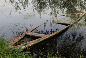 Dans un bras non navigable de la Saône.