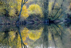 Dans les étangs de Bressey