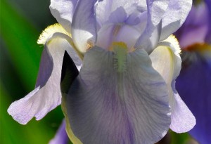 Iris en transparence