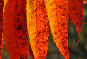 Folioles de Rhus Typhina ou  Sumac.