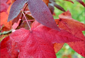 Feuilles en automne.